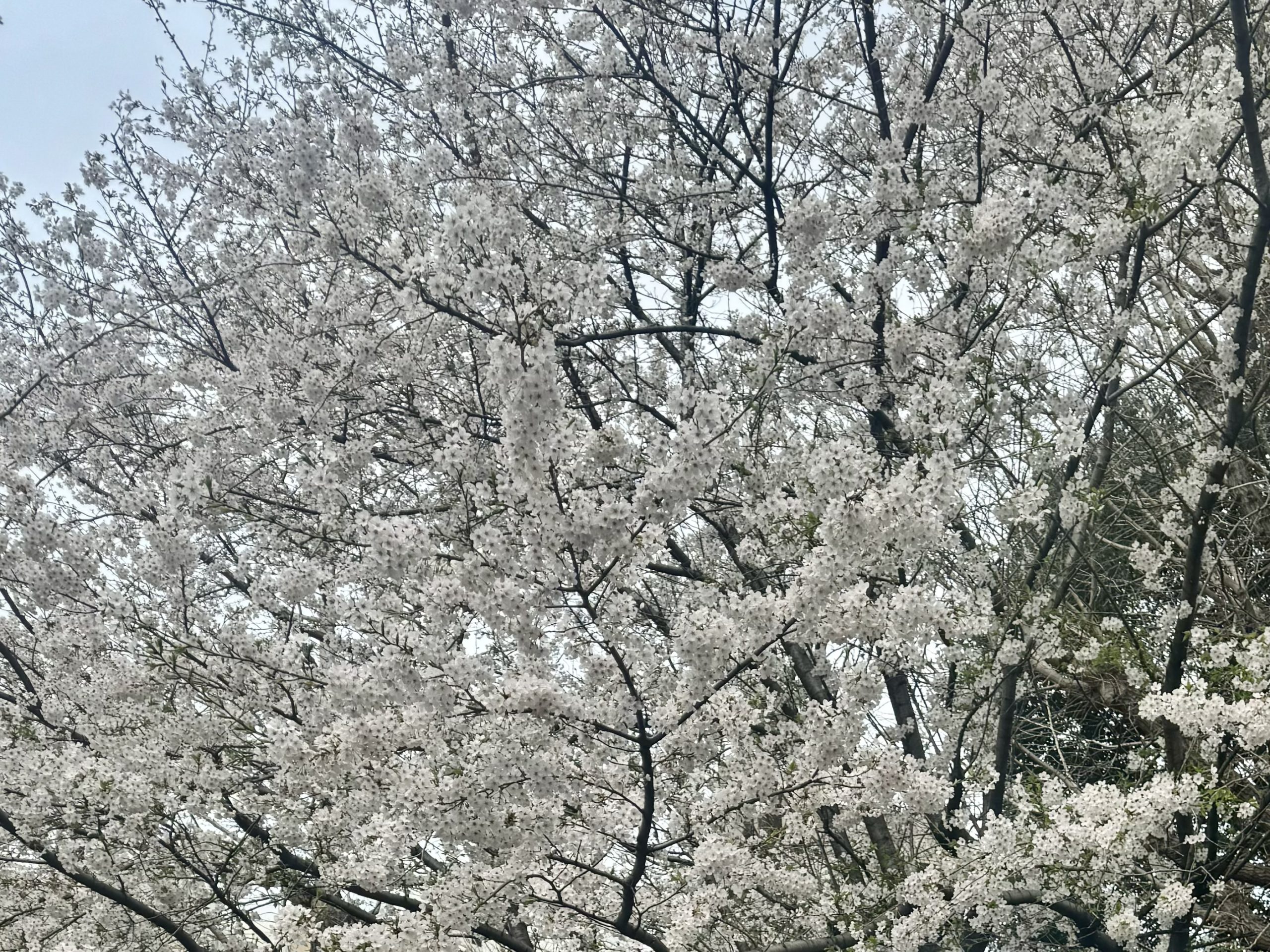 オープン記念キャンペーン開催中！